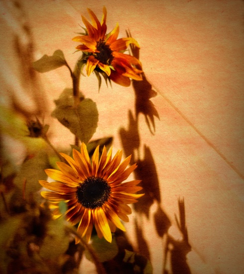 sunflowers13
